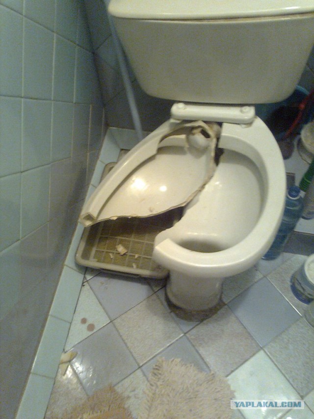 Толчок или толчек как. Толчок или толчек как. Из чего состоит толчок. Унитаз. Толчок или толчек как.