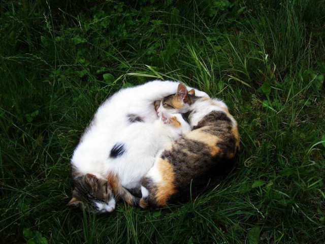 Котовторник 24.01.2017