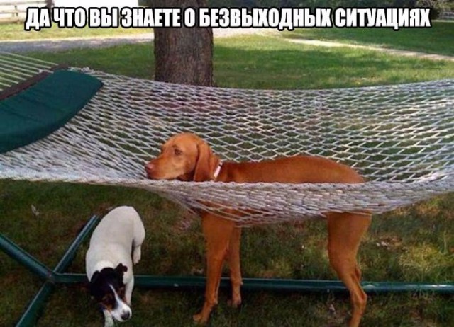 Подборка забавных животных