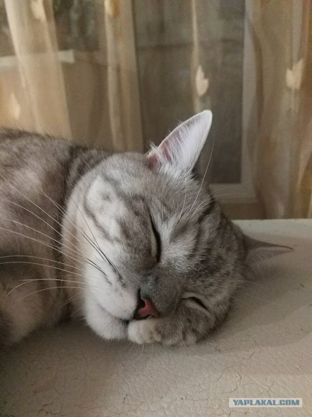 Котовторник  05.12.2017