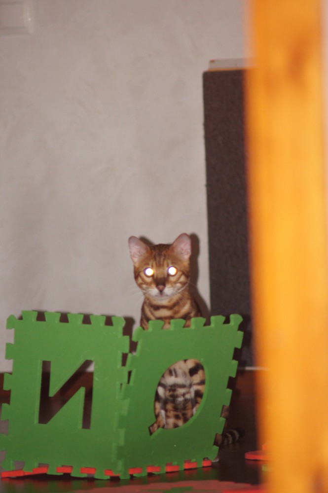 Котовторник!