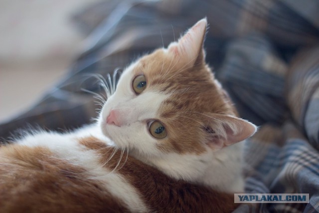 Котовторник 9.01.2018