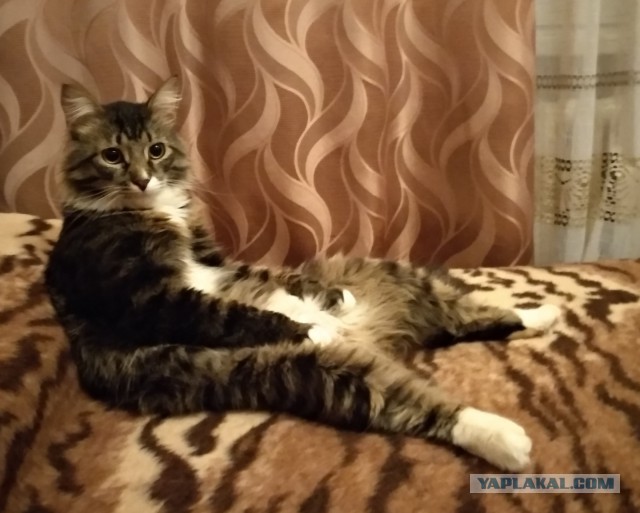 Котовторник 16.01.2018
