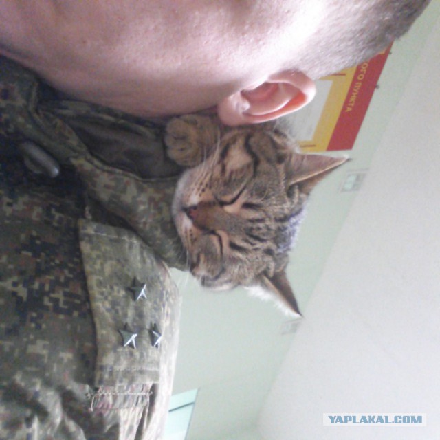 Котовторник 30.01.2018