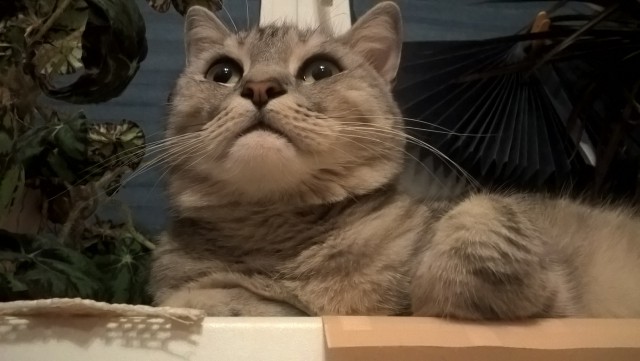 Прикольных котов пост