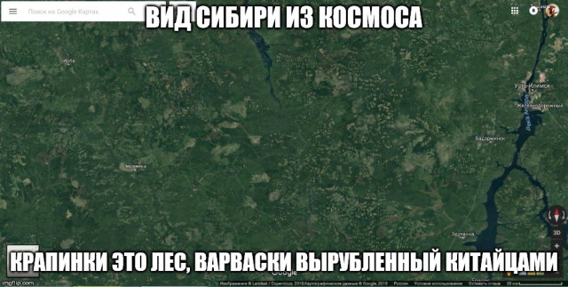 Россиян наказали за защиту сибирского леса от китайцев