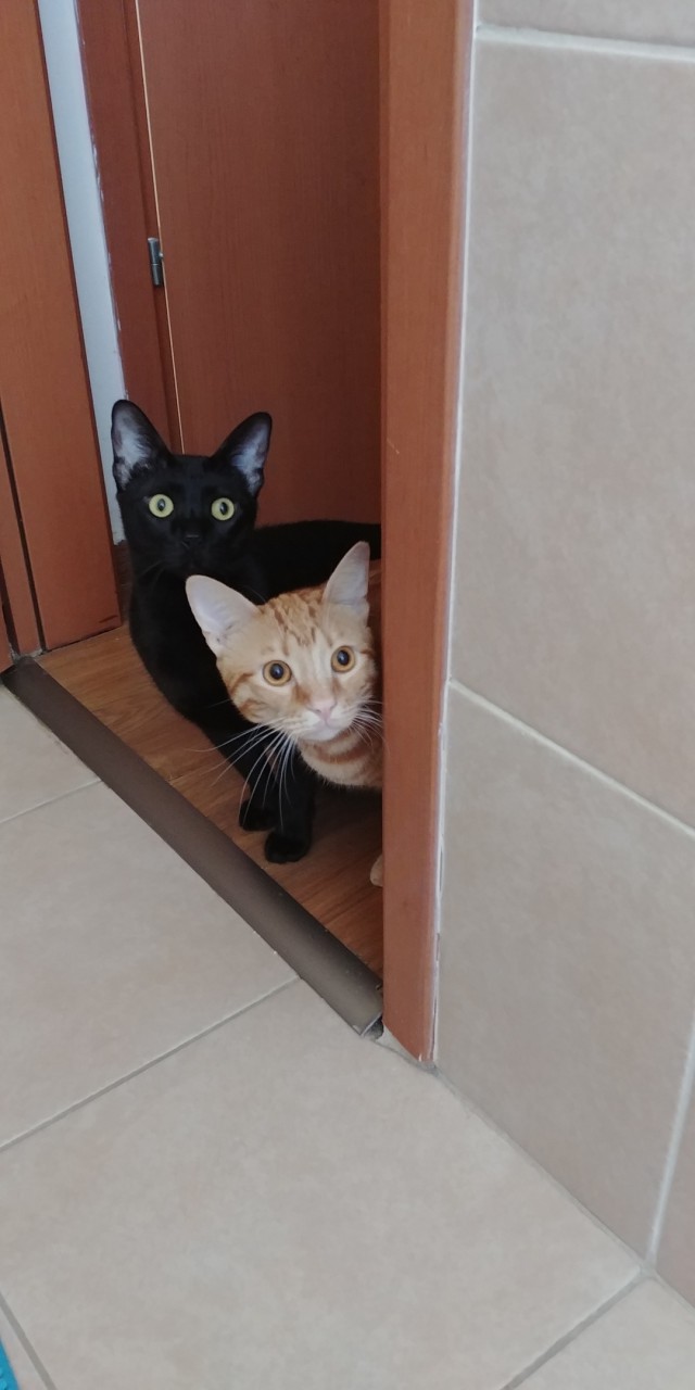 Немного милоты