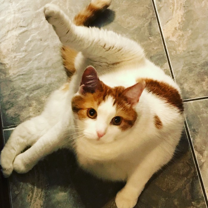 Котовторник  31.07.2018