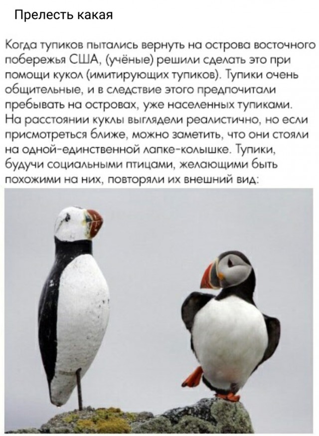 Немного картинок в этот вторник