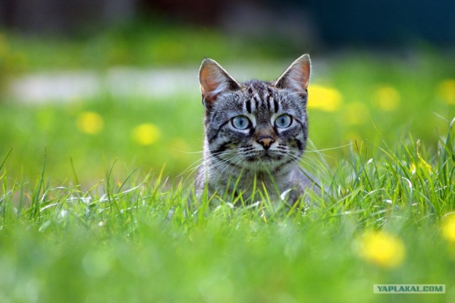 Котовторник на 6 июля