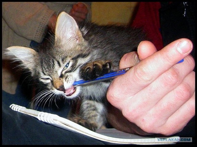 Котейкин вторник! Космический 12.04!