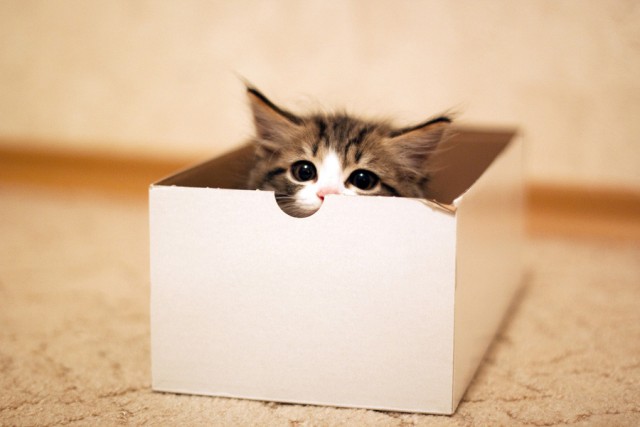 Котовторник
