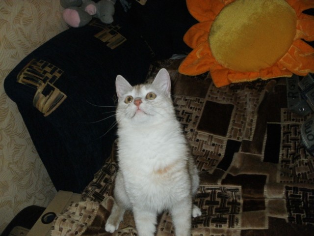 Котовторник 1.11.11