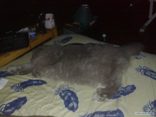 Котовторник 06.12.2011