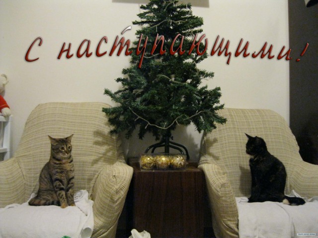 Котовторник 20.12.2011
