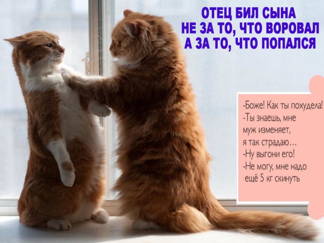 Старые жены. Что с ними делать?