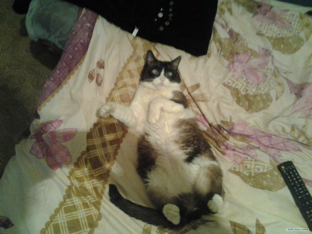 КОТОВТОРНИК (6.03.2012)