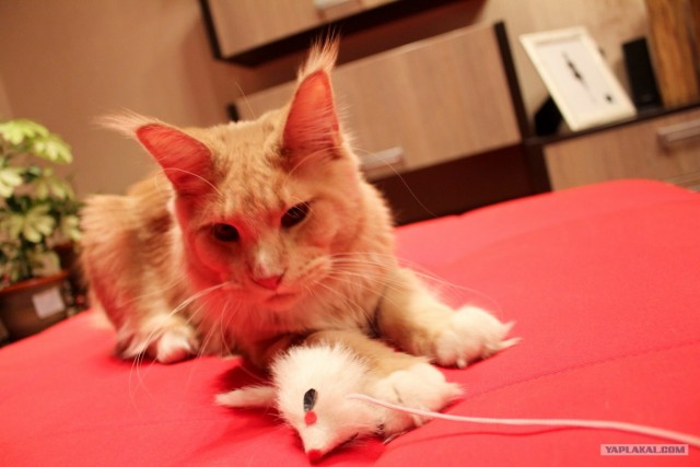Котовторник 10.04.2012