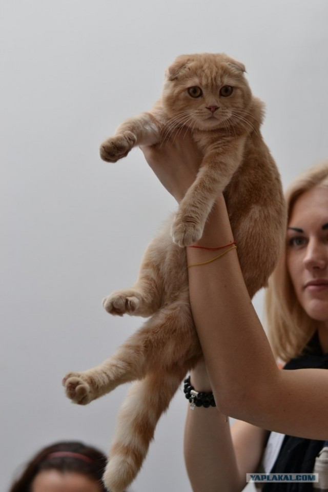 Котовторник   5.06.2012