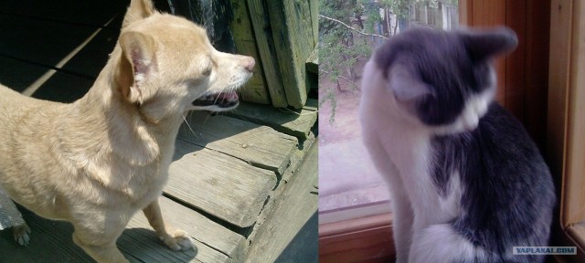 Котовторник  19.06.2012