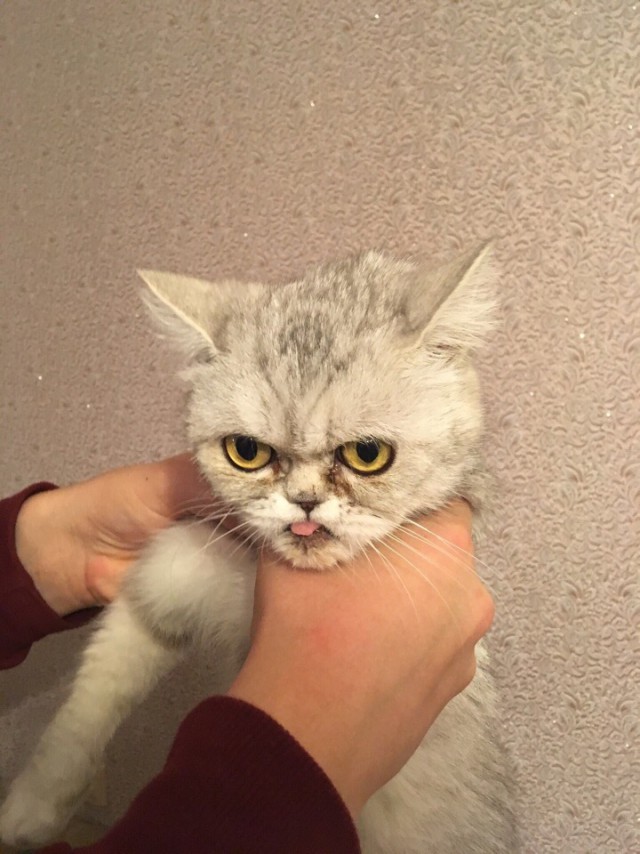 Забавные фото котеек