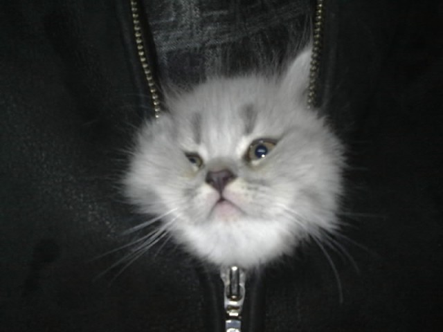 Котовторник ( 23.10. 2012. )
