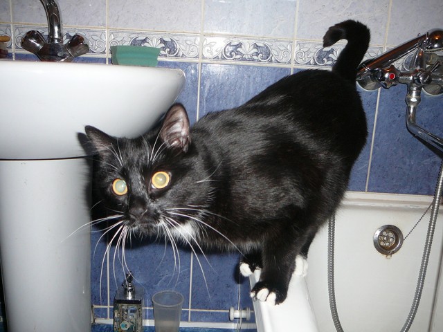 Кого котЭ мне напоминает?!..