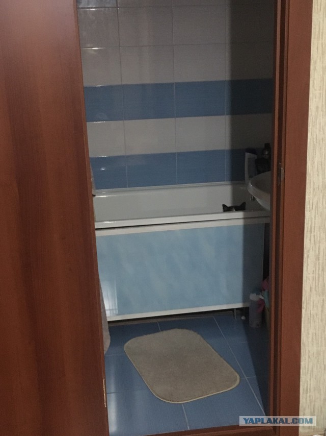 А где котики?