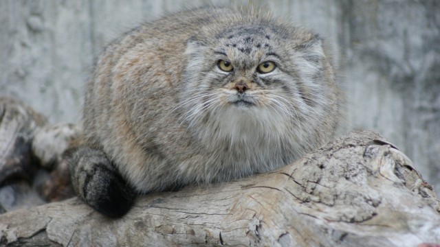 Дикий котовторник 20.08.19