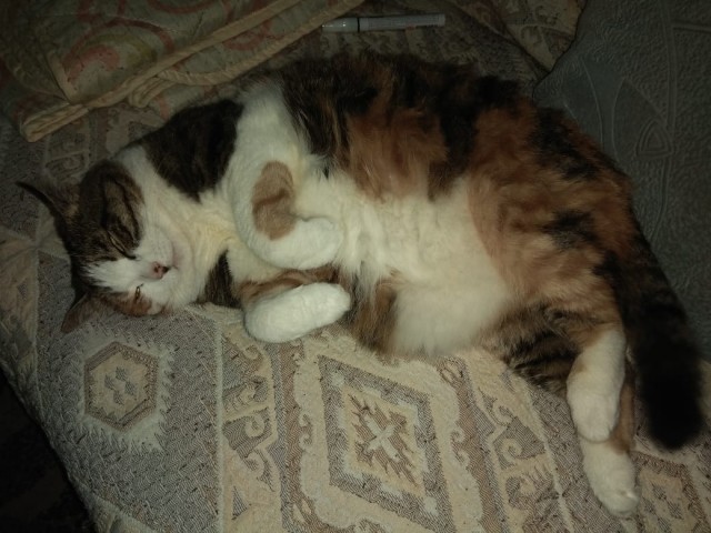 Котовторник 28.01.2020