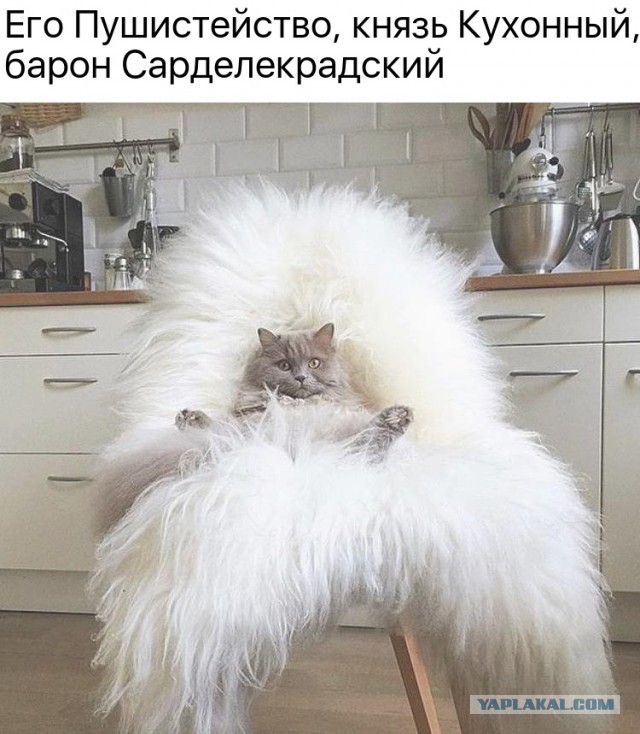 Пойду к феминистке на роль кота.