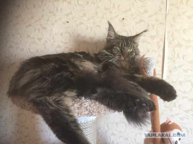 Давайте по котикам, которые с нами на самоизоляции