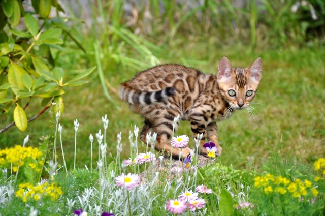 Забавные животные