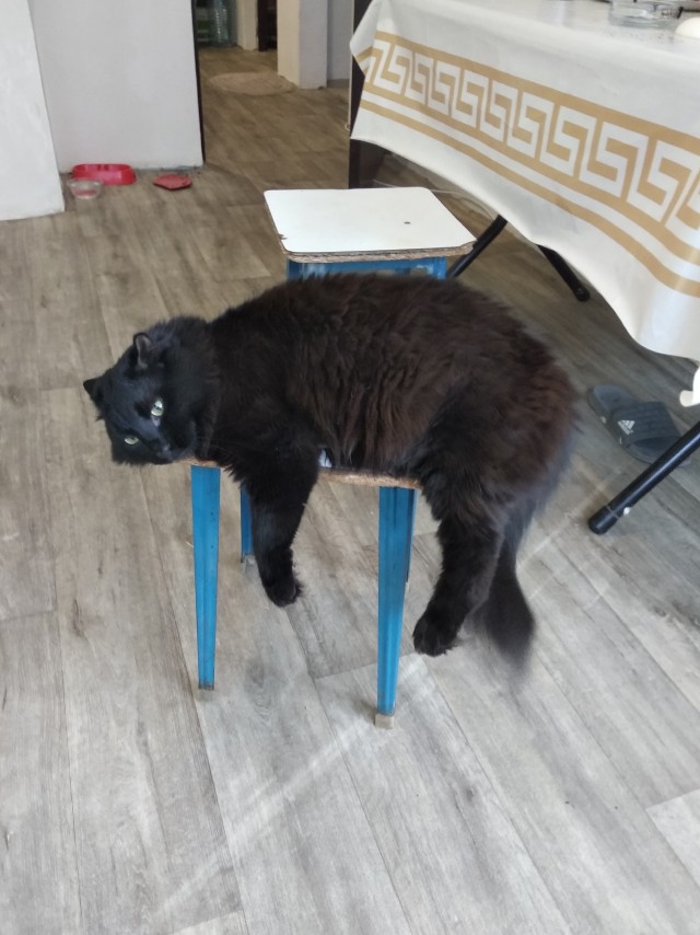 Фотографии, которые доказывают, что кошки самые большие сволочи
