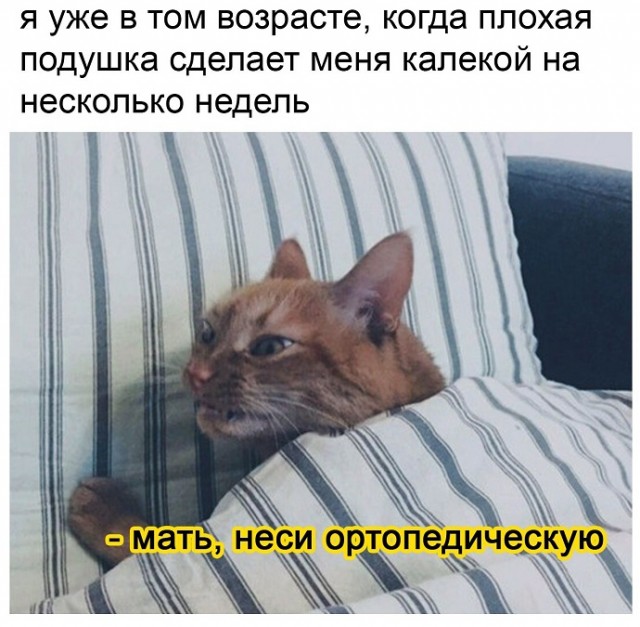Картинки с надписями и котами