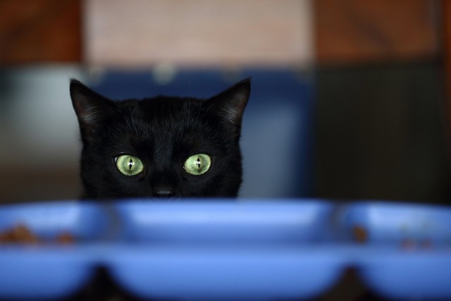 Которник