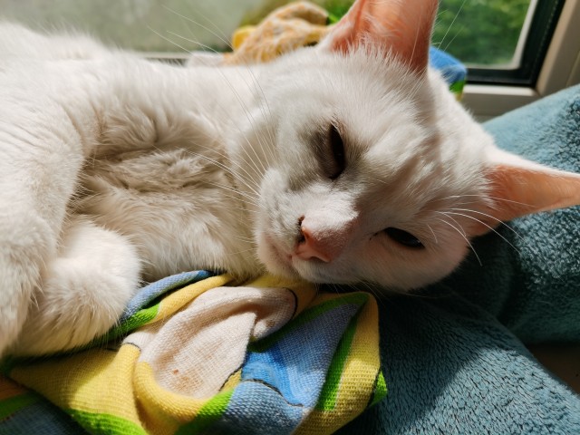 Котовторник 28.09.21