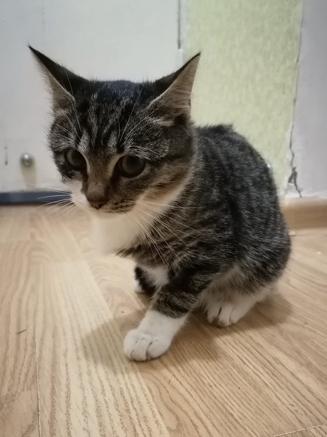 Особенный котик...