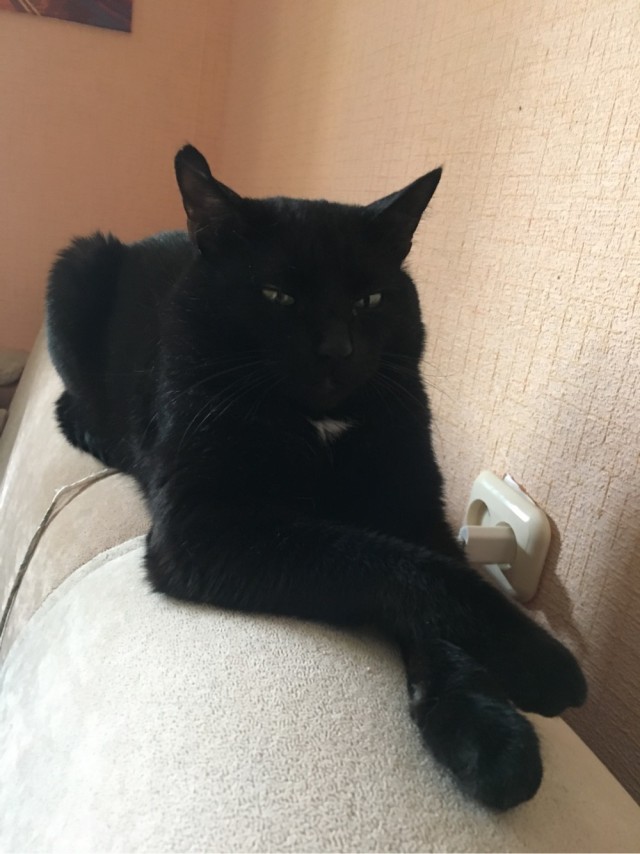 Котовторнику посвящается