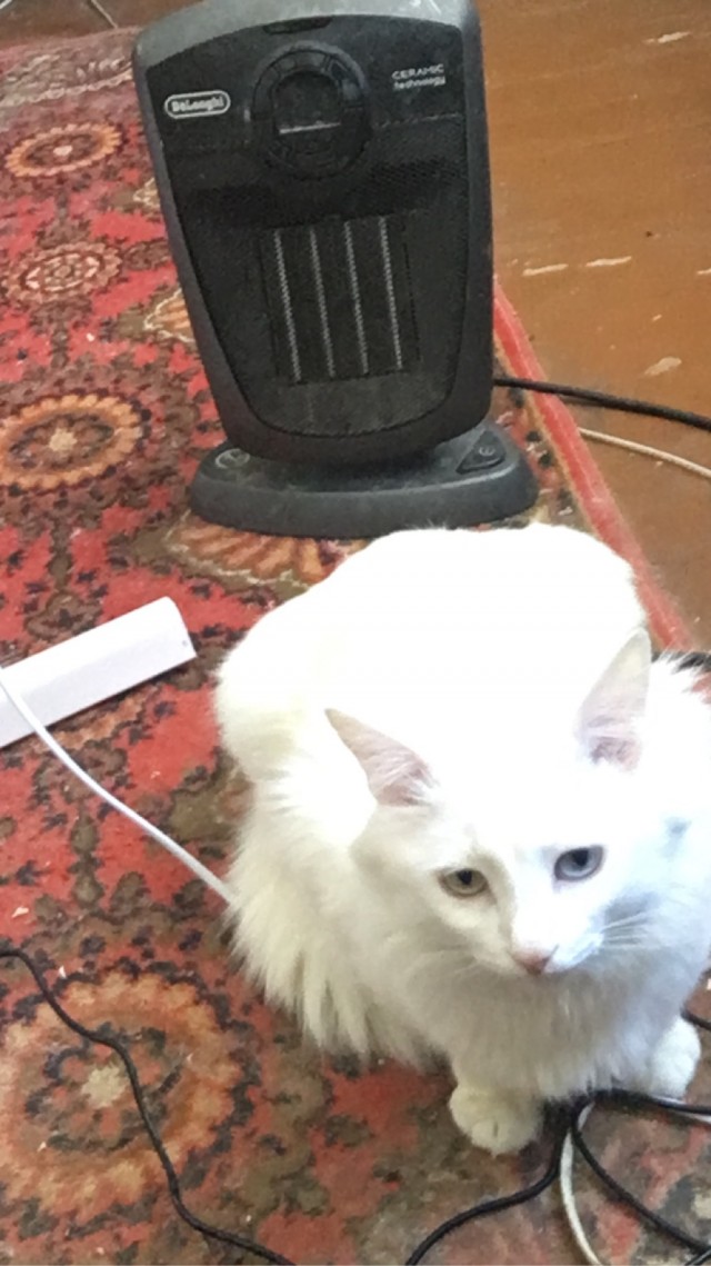 Котовторник вроде.