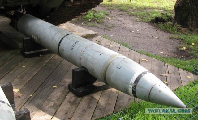 Тюльпаны это цветочки, ягодки потом