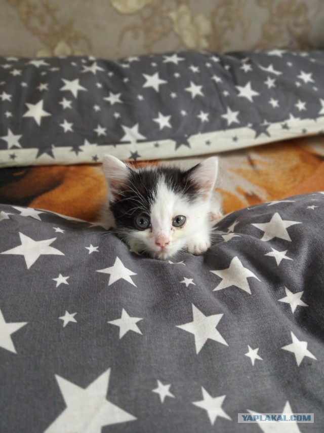 Котовторник 07.06.2022