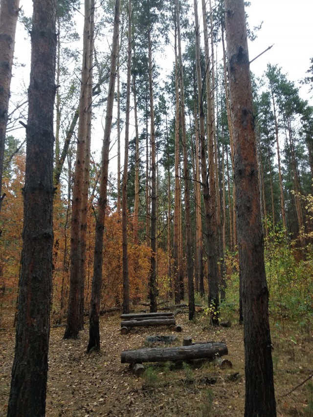 Челябинск Парк Гагарина или Городской Бор. Осень