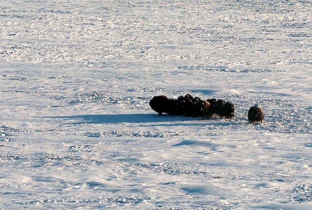 Северный ледовитый океан