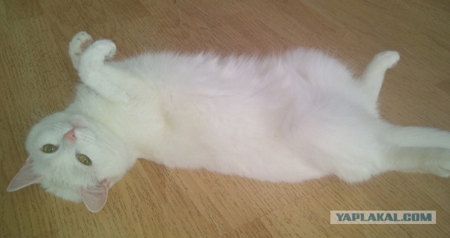 Котовторнику посвящается