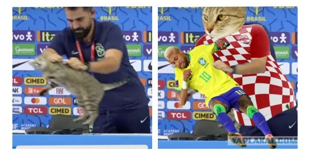 Миллионный штраф за обиженного котика