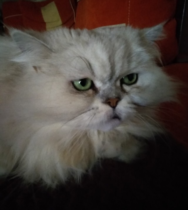 Самый грустный котик