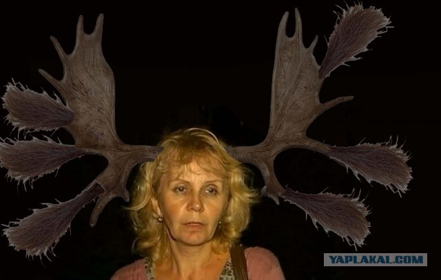 Убил питбультерьера, которого натравил хозяин