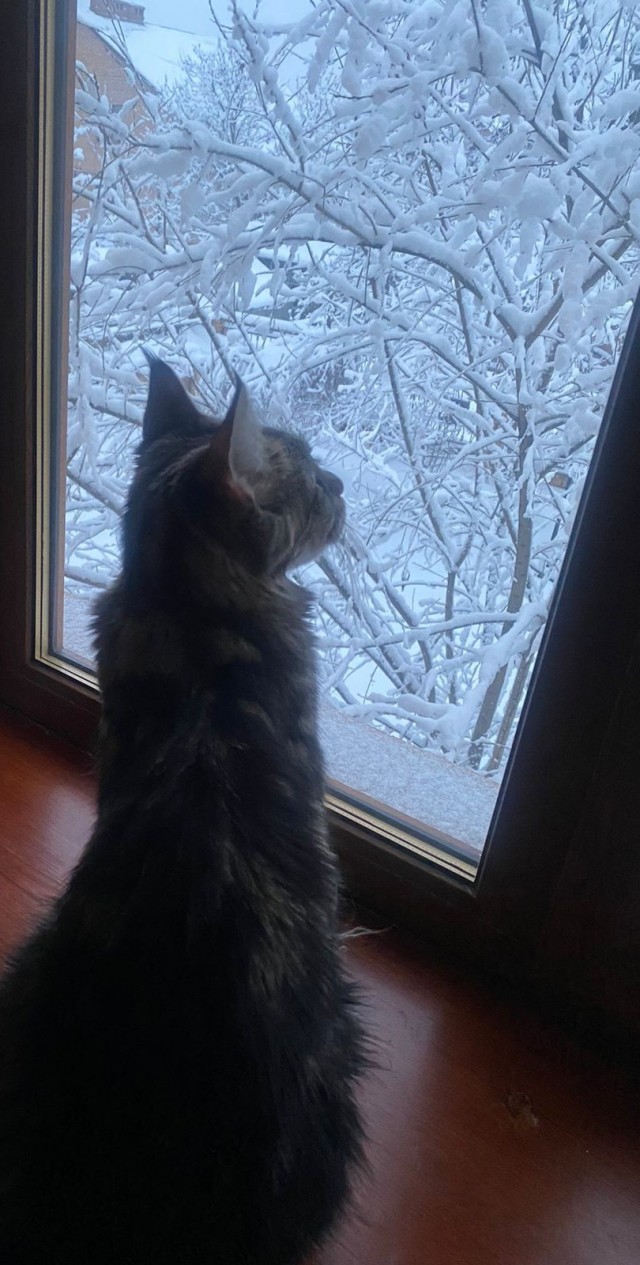 Зимняя красота