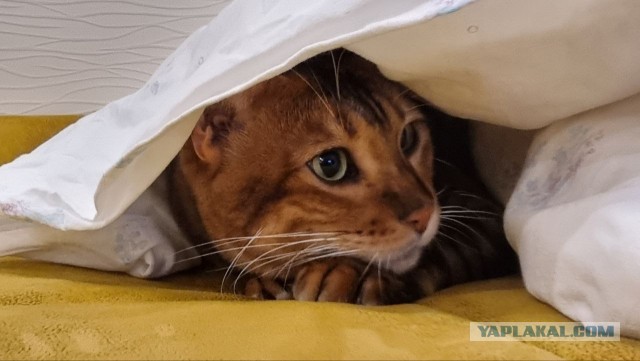 С котовторником ЯПовцы